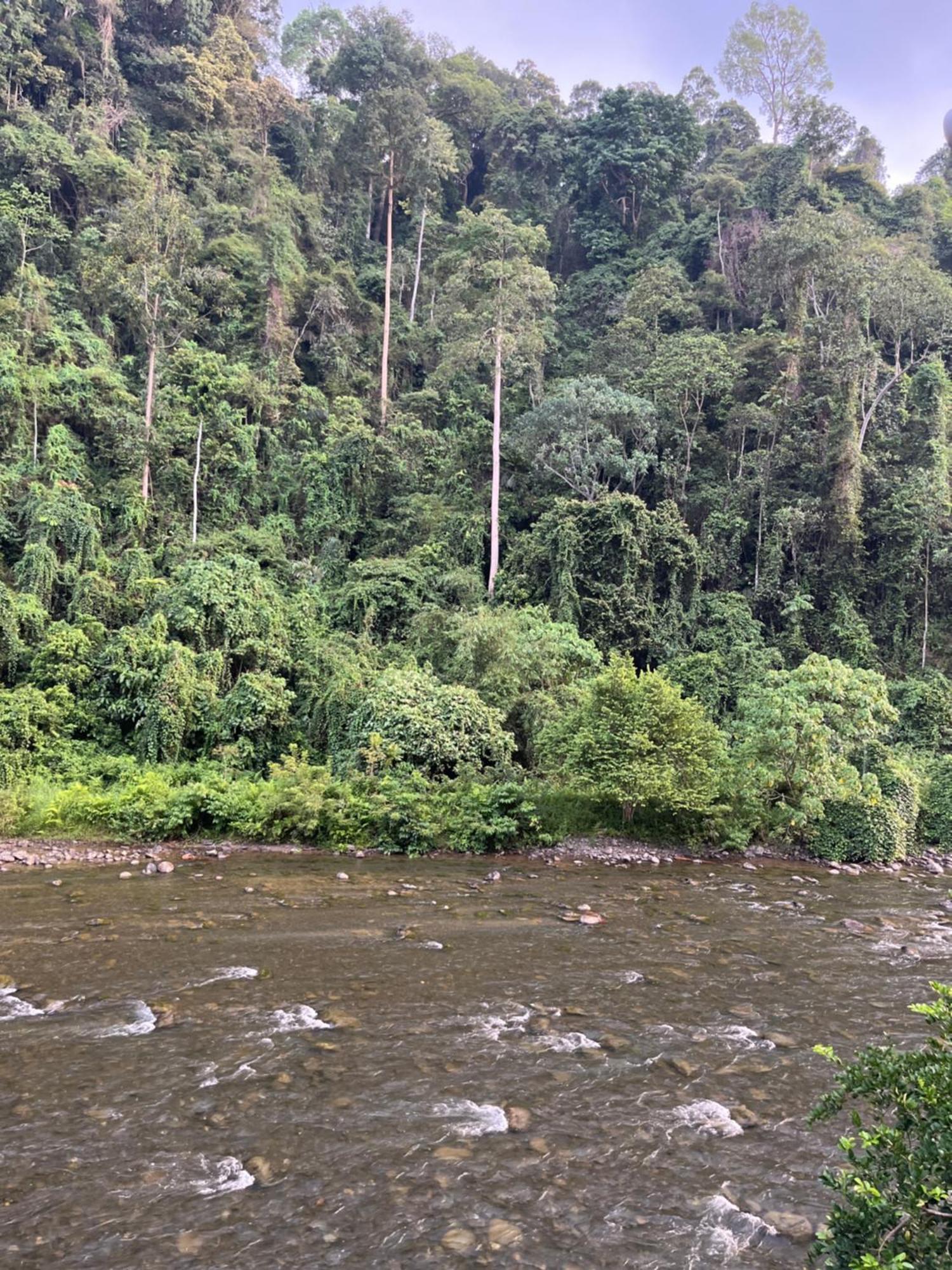 בוקיט לוואנג Ridho'S Homestay & Jungle Trekking חדר תמונה